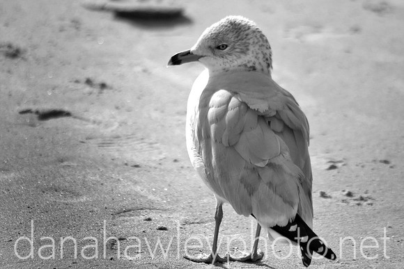 wrightsville beach, nc.
