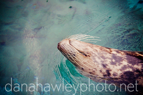 brookfield zoo. brookfield, illinois.