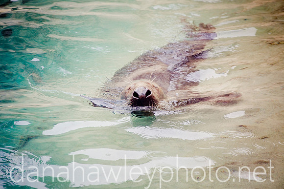 brookfield zoo. brookfield, illinois.