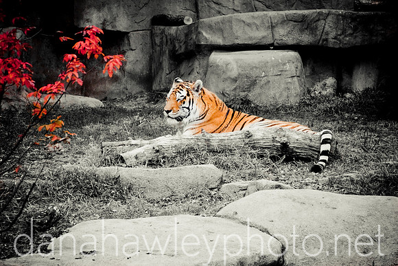 brookfield zoo. brookfield, illinois.
